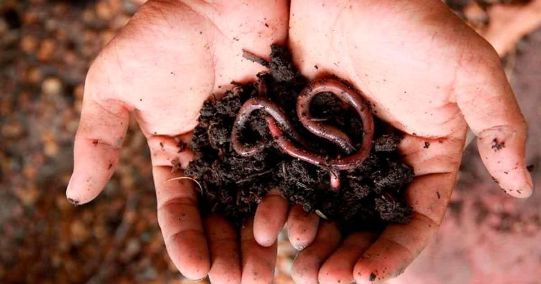 Solo é a unidade que sustenta toda a vida na Terra